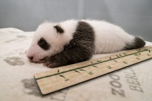 Read more about the article Berlin Zoo Panda Twins Open Eyes For First Time