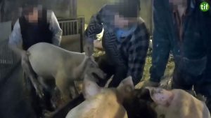 Read more about the article Animal Rights Activists Furious Over Pig Abuse Video