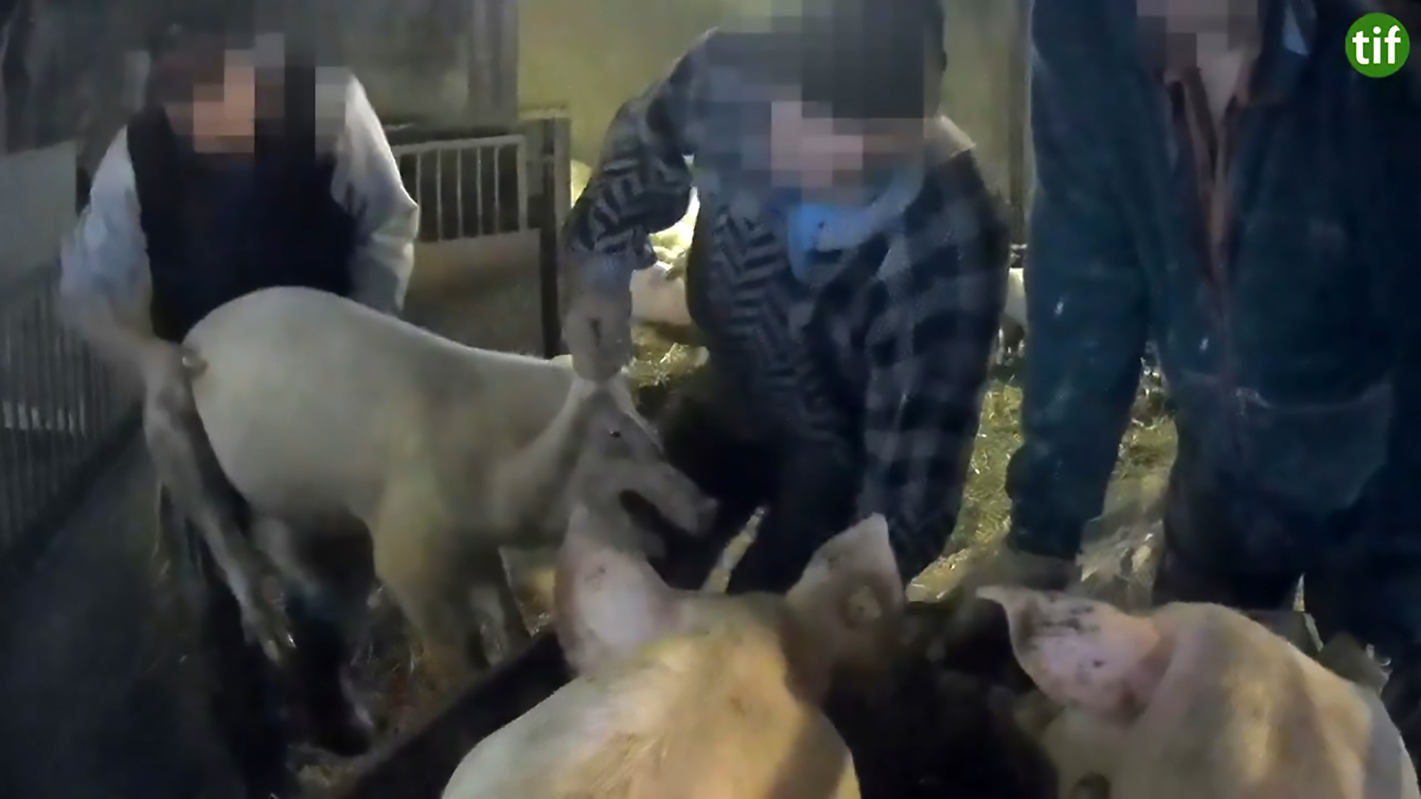 Read more about the article Animal Rights Activists Furious Over Pig Abuse Video