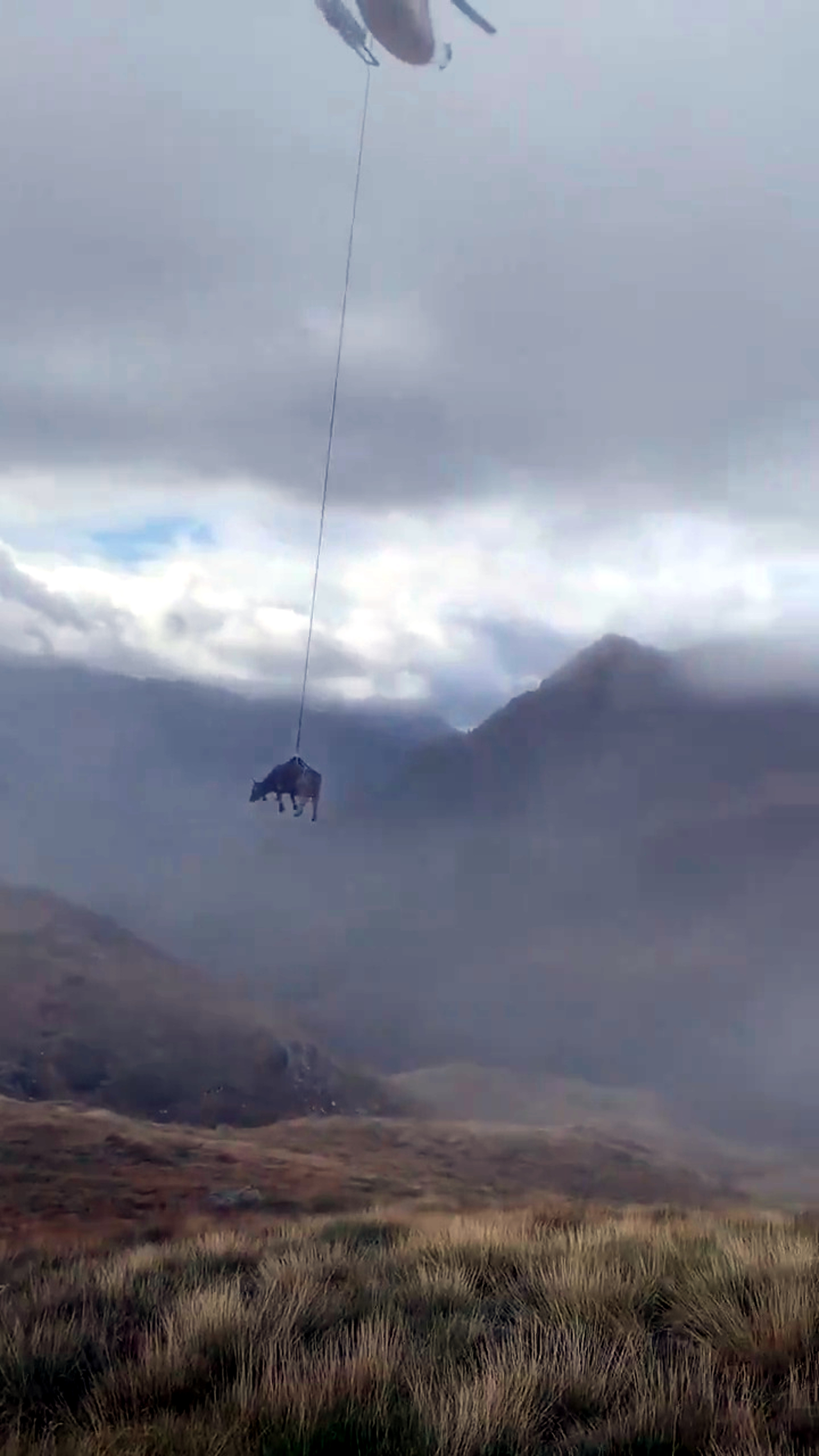 Read more about the article Drugged Up Cow Swings From Helicopter With No Blindfold