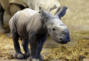 Read more about the article Moment Cute Baby Rhino Takes First Steps Outside