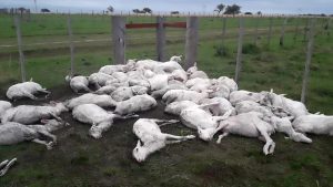 Read more about the article 3,500 Sheared Sheep Die After Temp Drops 30c Overnight