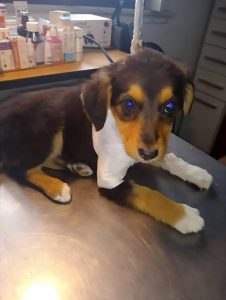 Read more about the article Partially Skinned And Tortured Puppy Found Alive