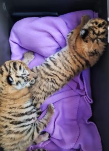 Read more about the article Vienna Zoo Worker Who Smuggled Tiger Babies In Court