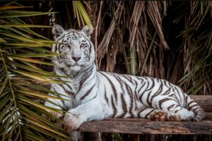 Read more about the article Endangered White Tigress Dies 1 Week After Her Twin