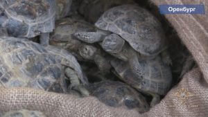 Read more about the article 4000 Rare Tortoises Found Crammed In Sacks In Garage