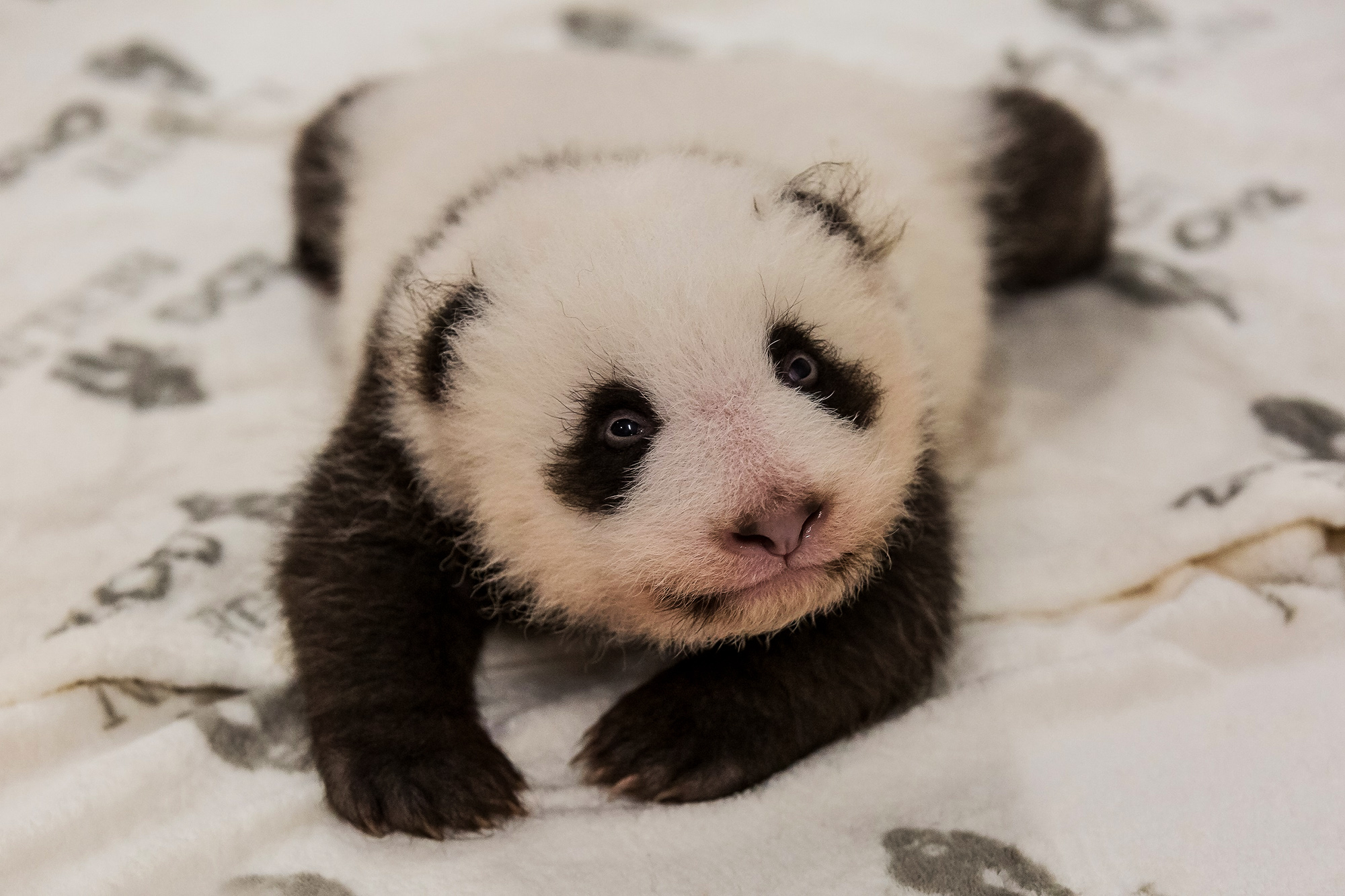 Read more about the article Adorable Twin Pandas Finding Feet At Berlin Zoo