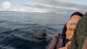 Read more about the article Huge Fanged Walrus Makes Hole In Packed Inflatable Boat