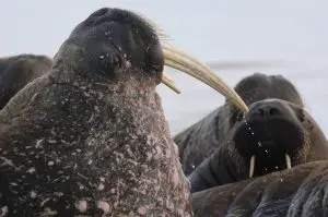 Read more about the article Unique Moment As 1000 Rare Walruses Spotted In Russia
