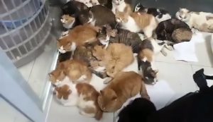 Read more about the article Cops Rescue 300 Cats In Lorry Destined For Dinner Plates