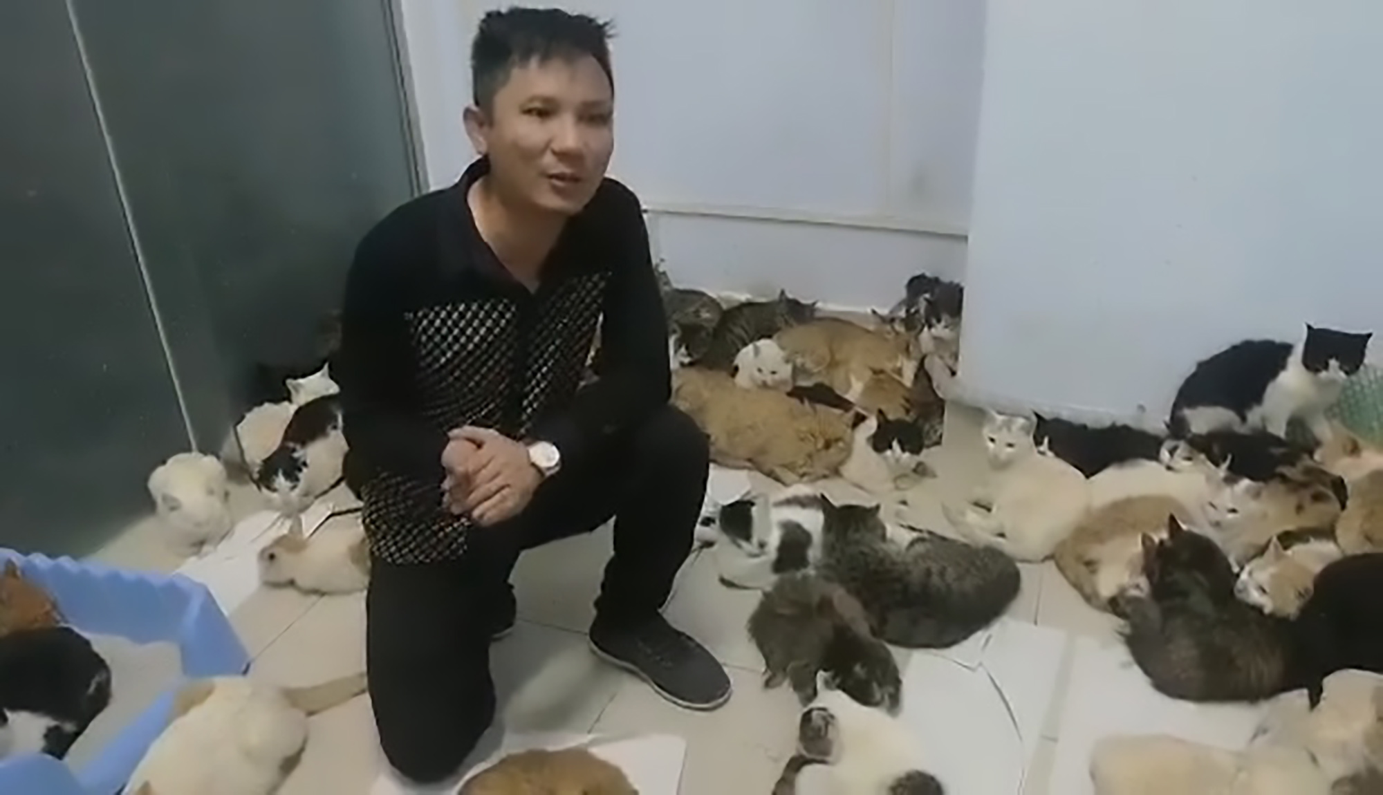 Котики в китае видео. Коты из Китая издевательство.