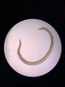 Read more about the article Doctor Plucks Wriggling Worms From Dog Owners Eye