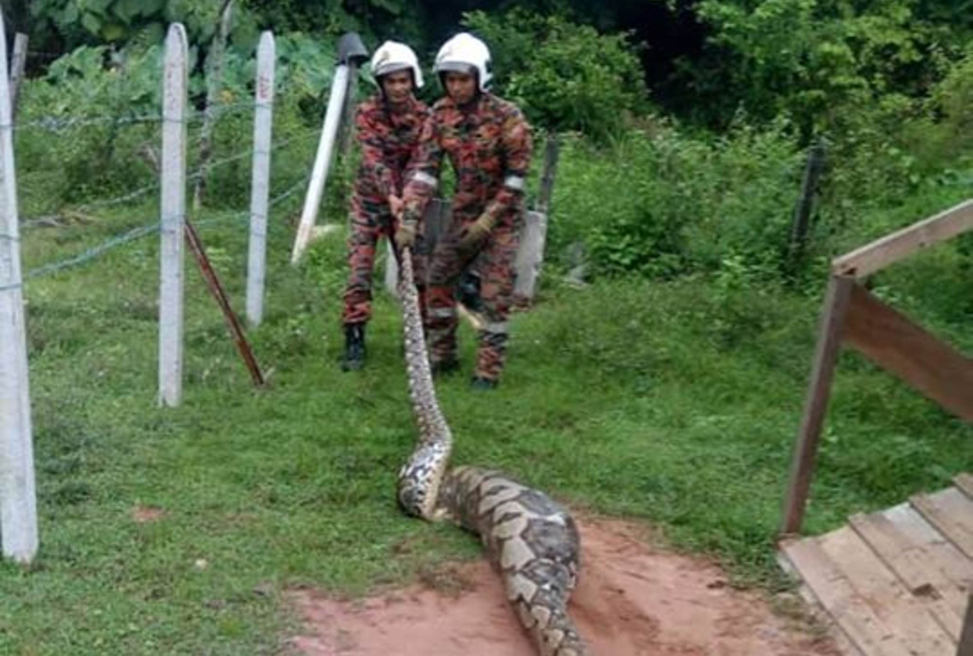 Read more about the article Firemen Capture Bloated Python That Ate Goat And Cat