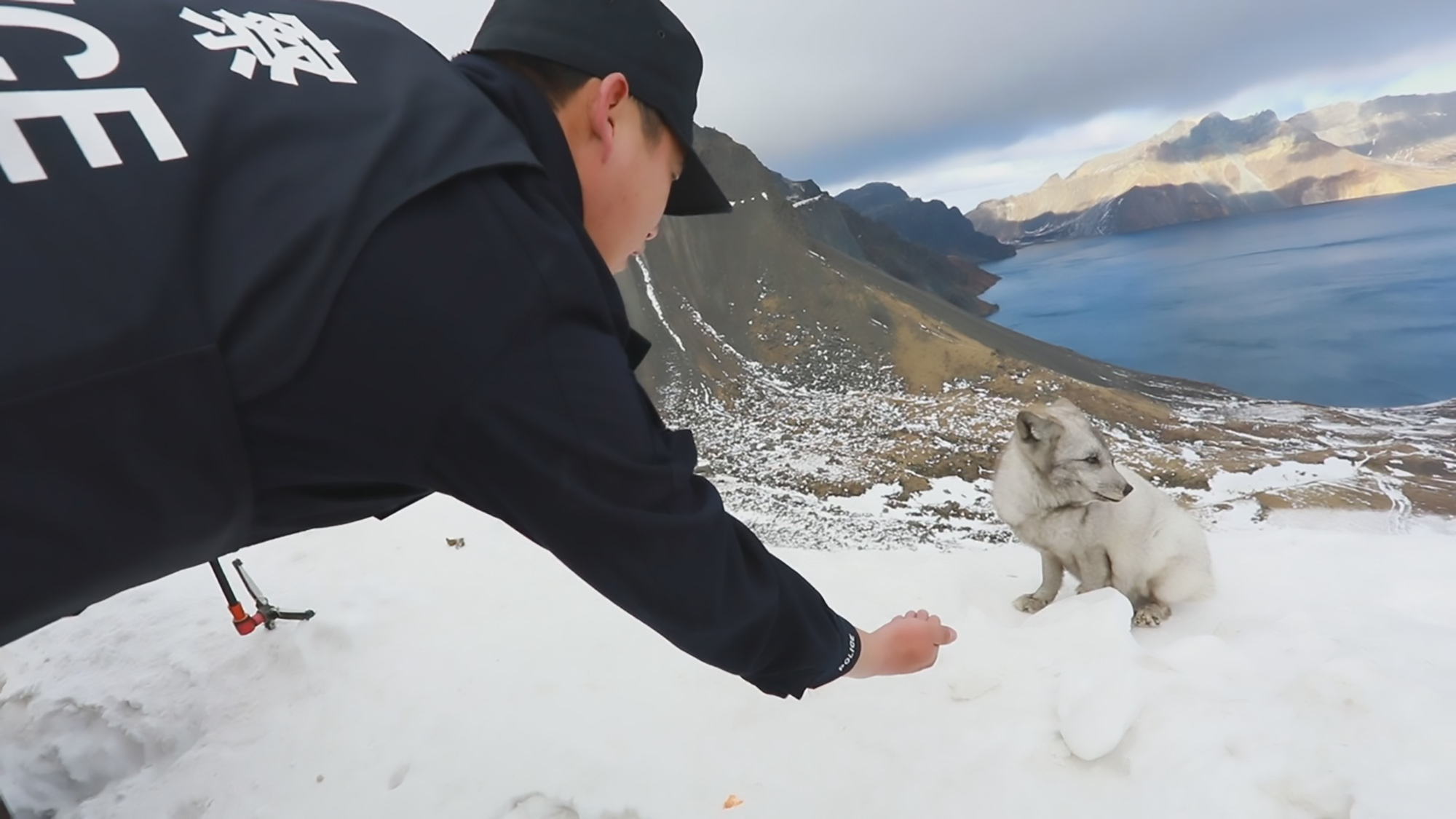 Read more about the article Viral: NK Border Cops Chill With Adorable Arctic Fox
