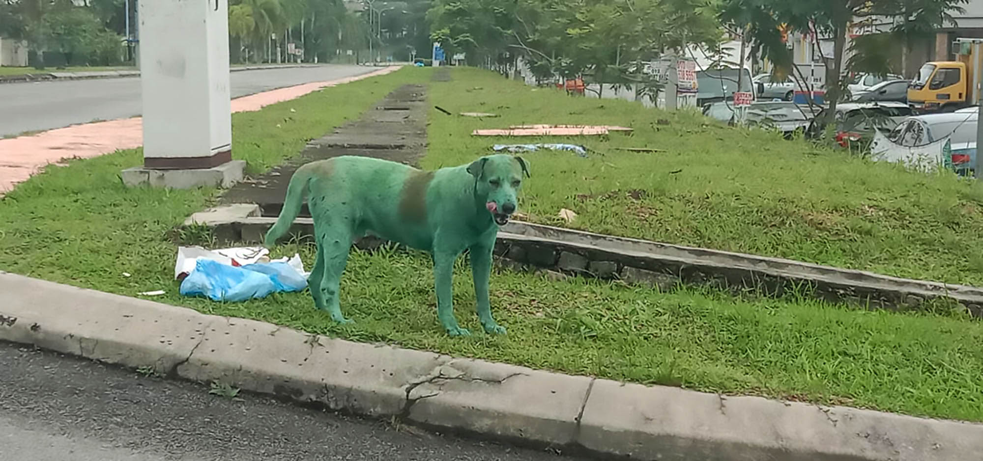 Read more about the article Manhunt After Thugs Cover Stray Dog In Green Paint