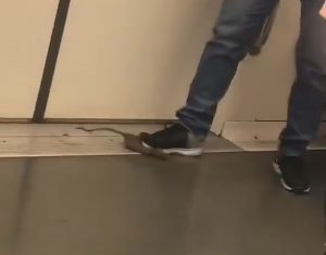 Read more about the article Commuter Nabs Train Rat Under Shoe, Continues On Phone