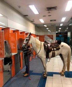 Read more about the article White Horse Walks Into Bank To Withdraw Cash With Owner