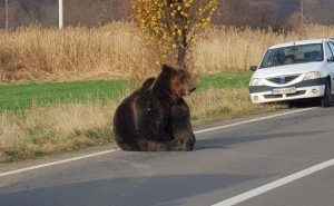 Read more about the article Bear Hit With Car In Agony For 18hrs Before Being Shot