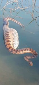 Read more about the article 16-Foot Anaconda Swims With Largest Rodent In Stomach