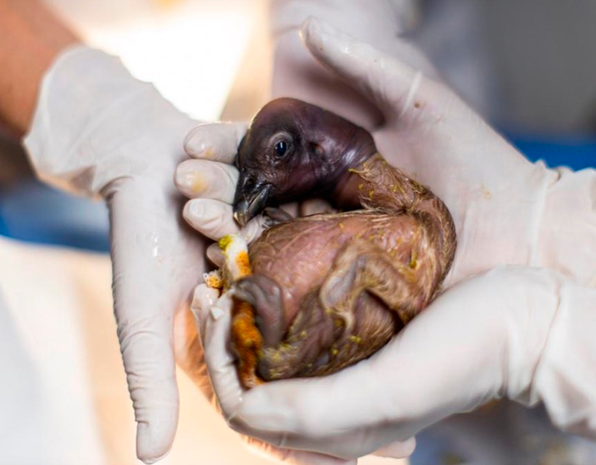 Read more about the article Moment Rare Baby Condor Hatches From Egg