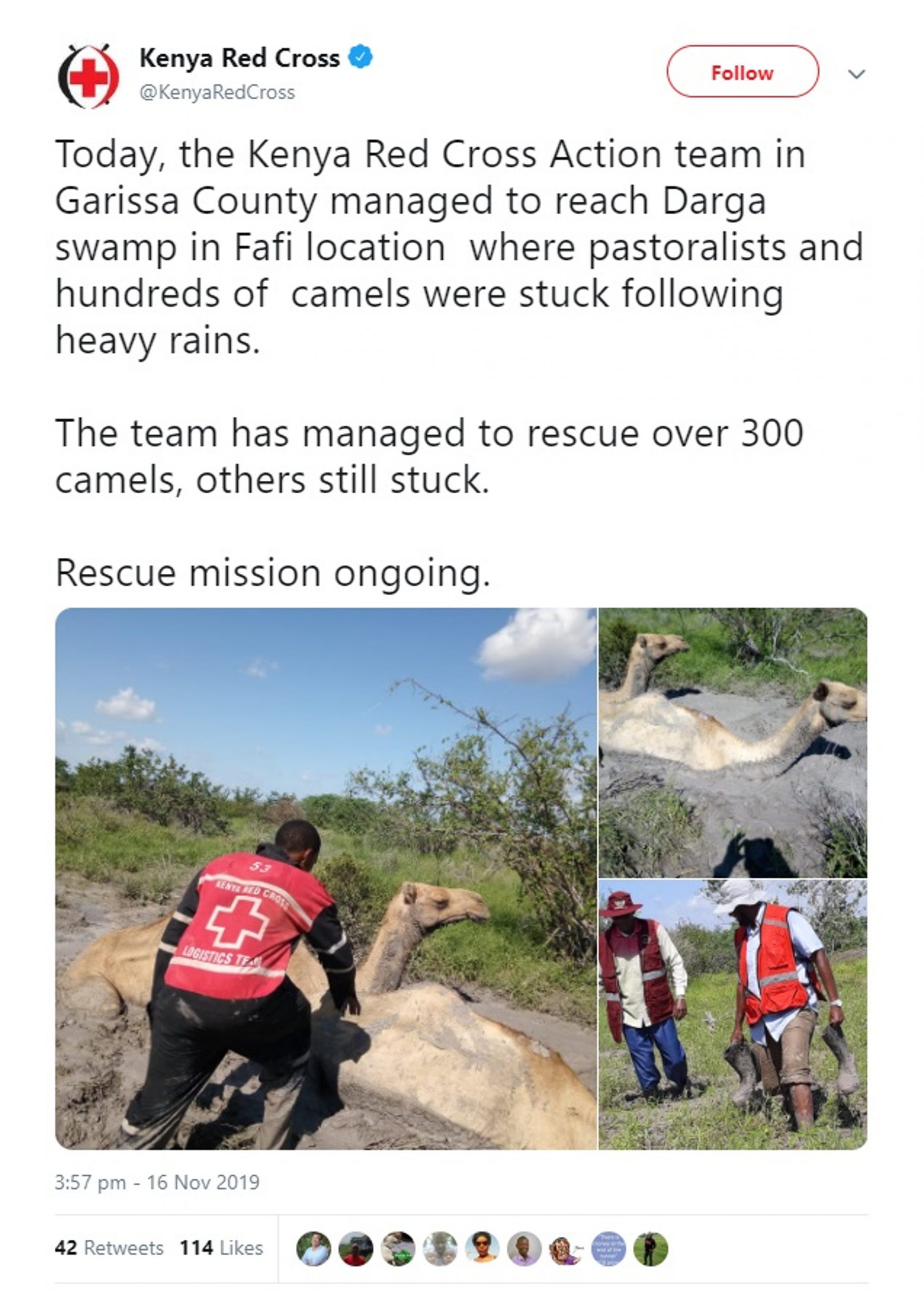 Read more about the article Kenya Red Cross Save 500 Camels From Muddy Swamp