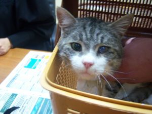 Read more about the article Cat Drug Mule Trial Stopped As Wrong Moggie In Dock