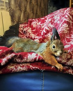 Read more about the article Cute Squirrel Becomes Household Pet
