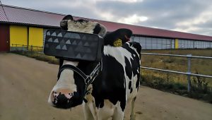 Read more about the article Sad Cows Fitted With VR Headset Showing Sunny Fields