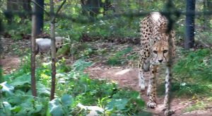 Read more about the article Schoolkid Jumps Into Cheetah Enclosure On School Trip