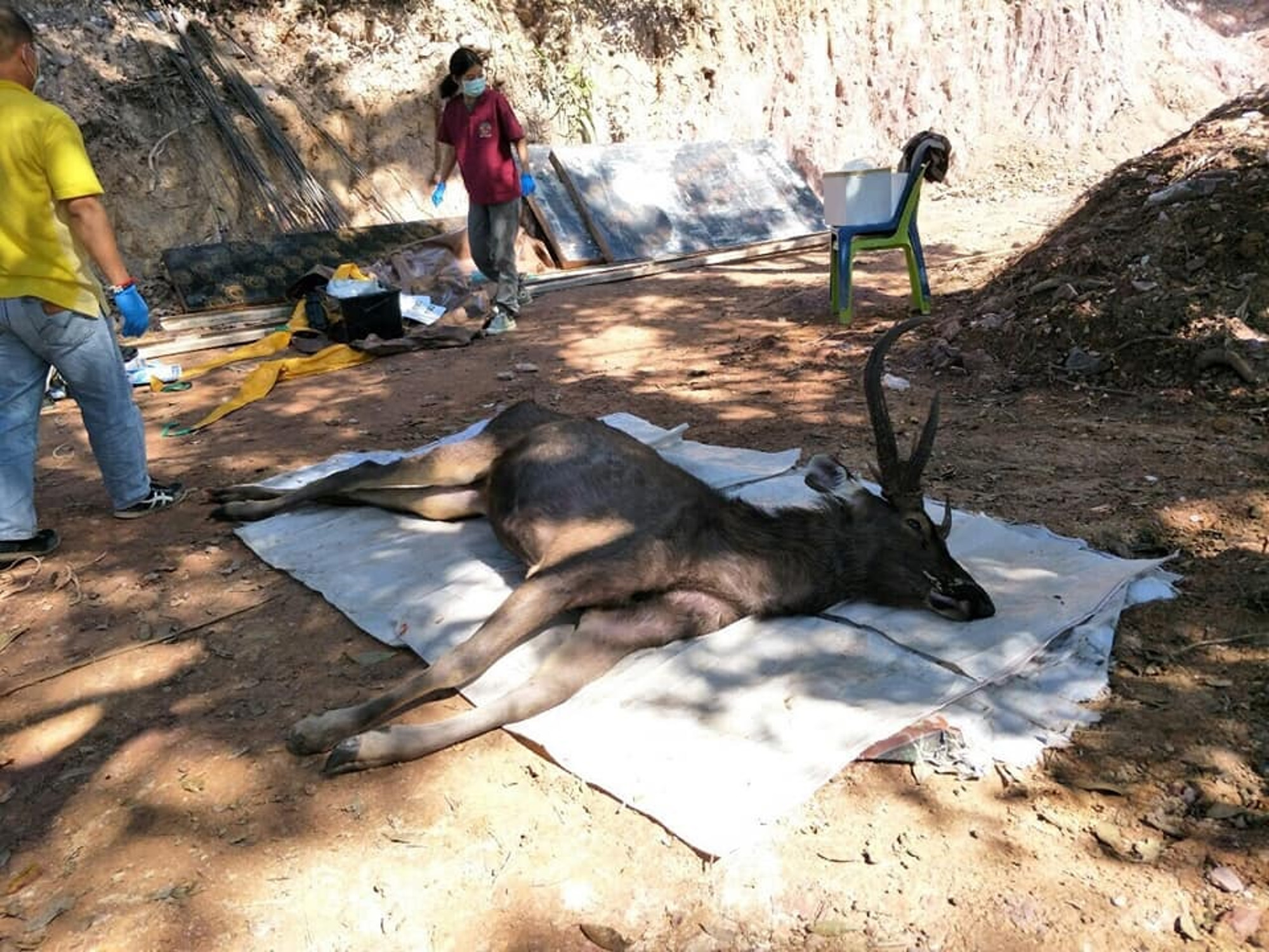 Read more about the article 7kg Of Rubbish And Underwear Found In Dead Deer