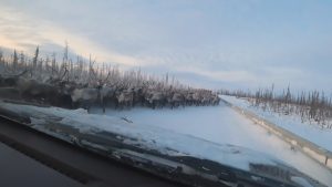 Read more about the article Xmas Chaos 3,000 Reindeer Hold Up Traffic On Motorway