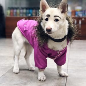 Read more about the article Dog With Human Eyebrows Appears On TV