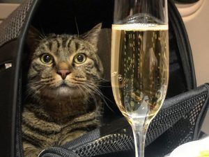 Read more about the article Aeroflot Bans Man Who Smuggled Chubby 10kg Cat On Flight