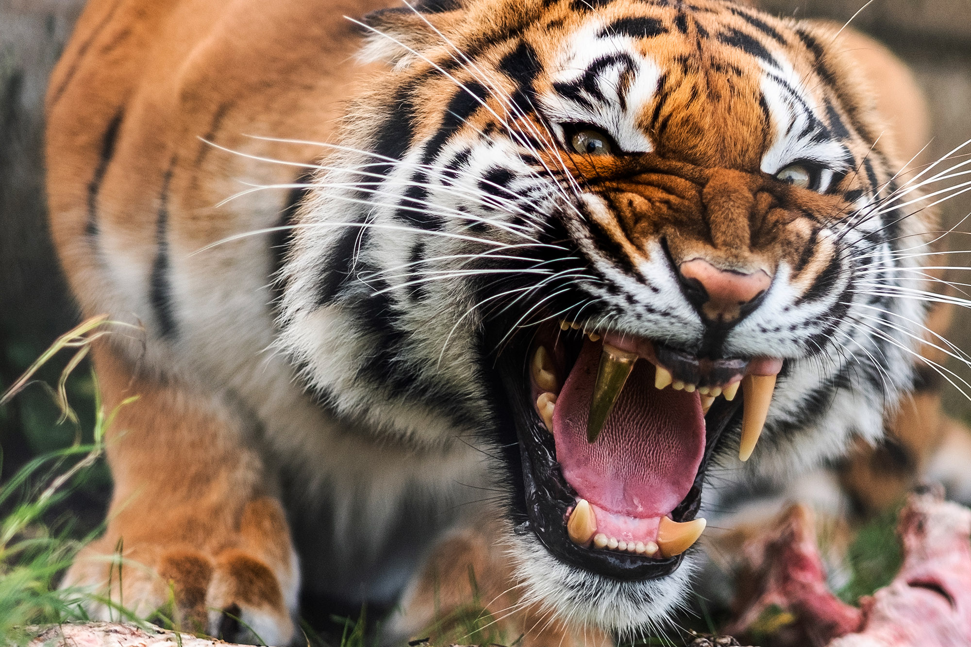 Read more about the article Docs Give Tiger Massive Gold Fang Tooth Replacement