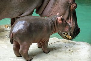 Read more about the article Cute Baby Hippo Splashes Around Days After Birth