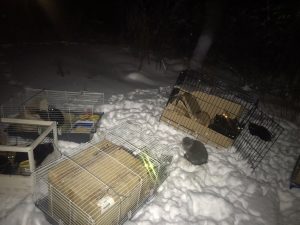 Read more about the article Woman Shocked To Find Kittens Caged In Ice Cold Forest