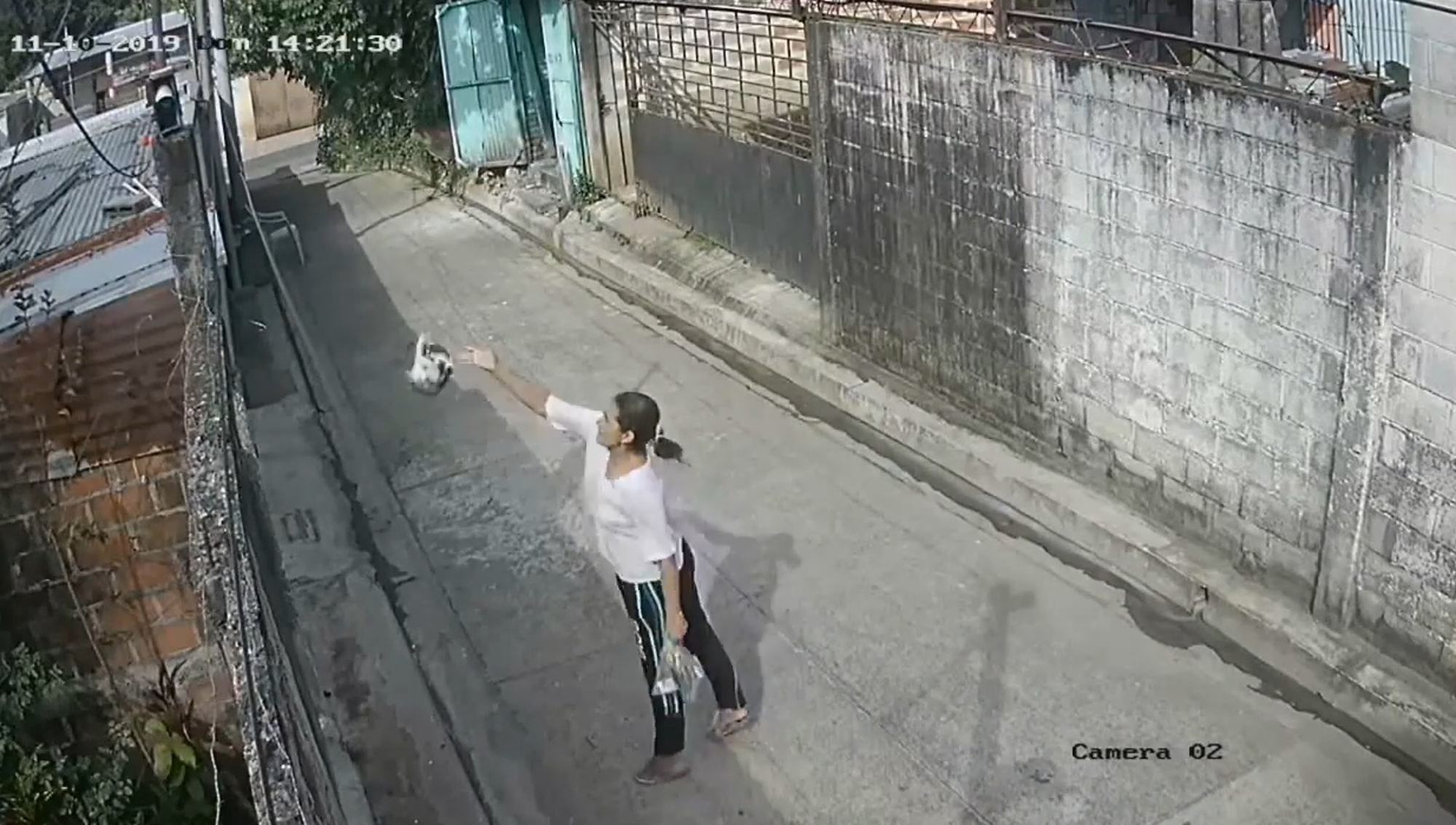 Read more about the article Heartless Woman Throws Kitten Over A Wall And Walks Off