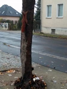 Read more about the article Adorable Squirrel Found Nailed Alive To Tree