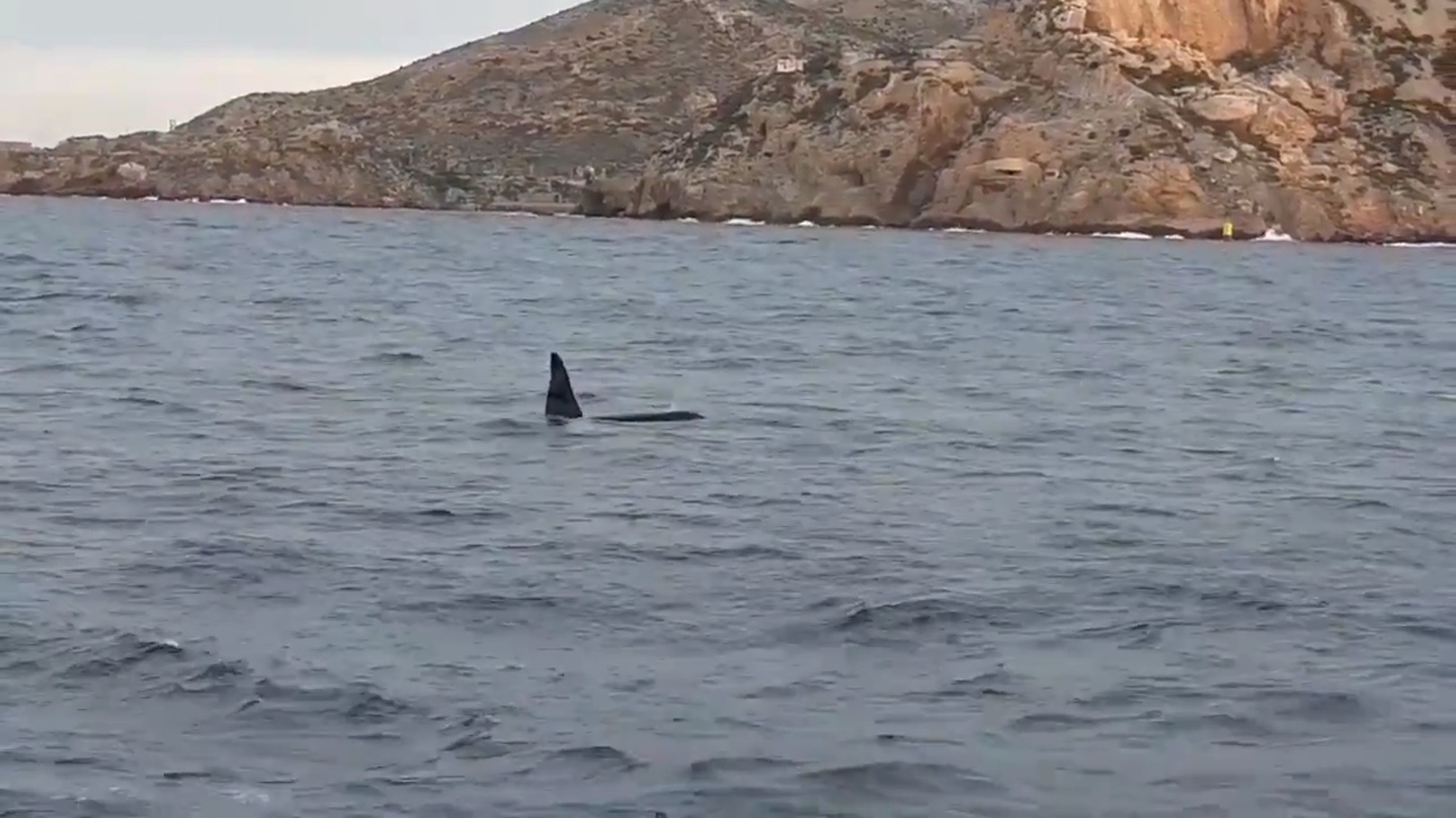 Read more about the article Killer Whales Spotted In Spanish Port For 1st Time