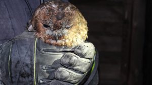 Read more about the article Harry Potter Owl Rescued From Chimney By Firemen