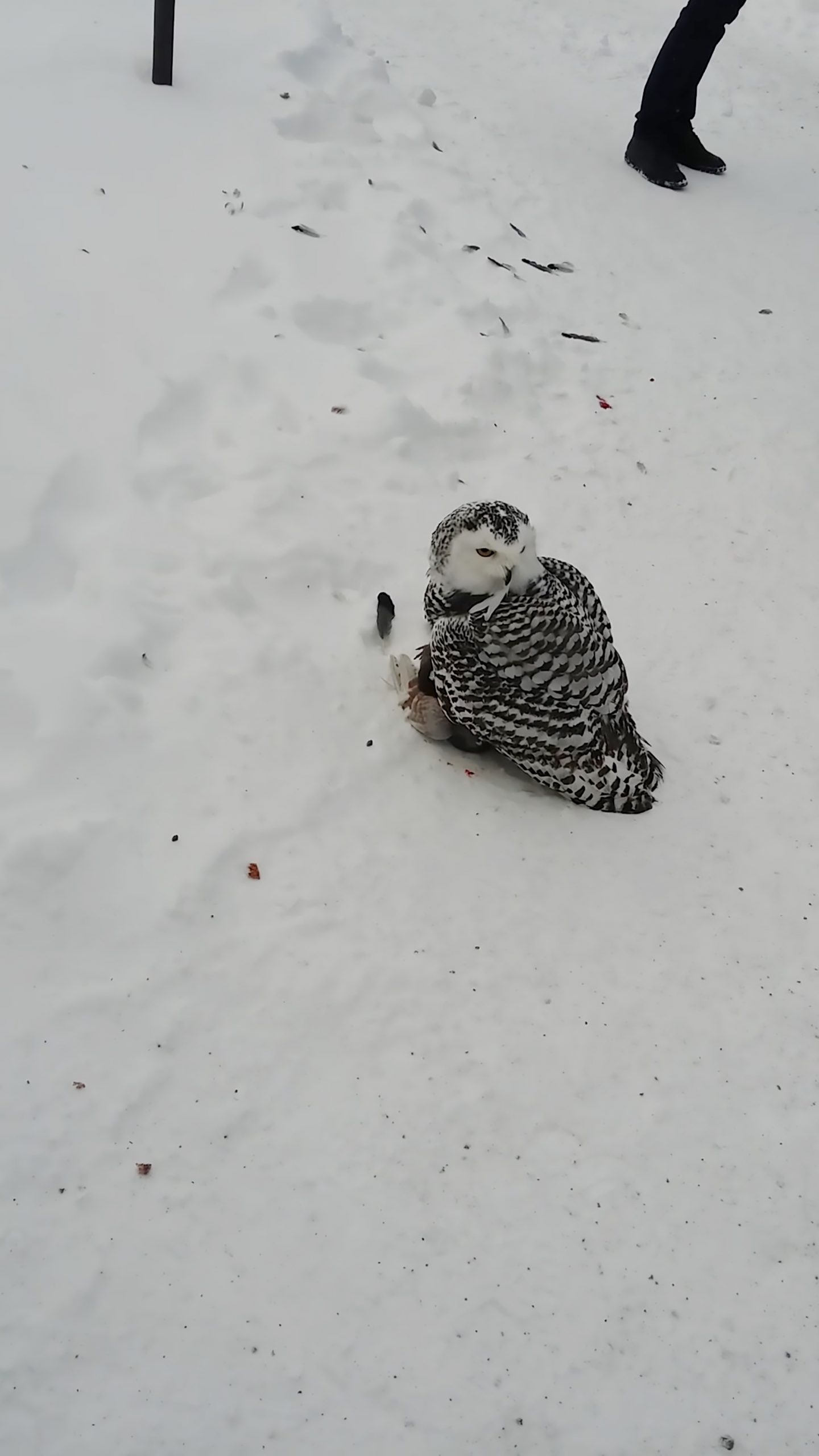 Read more about the article Snowy Owl Devours Pigeon In Front Of Town Shoppers