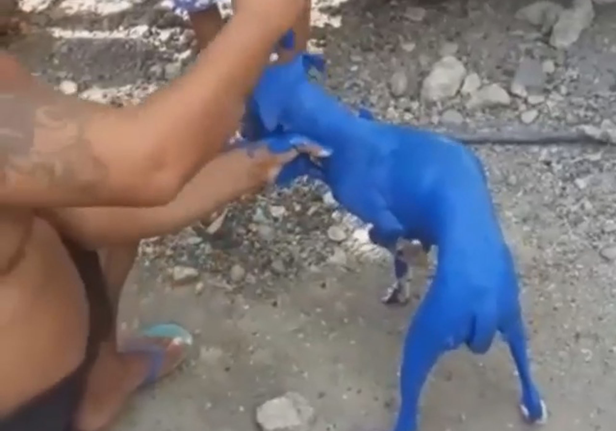 Read more about the article Owner Arrested For Covering Small Dog With Blue Paint