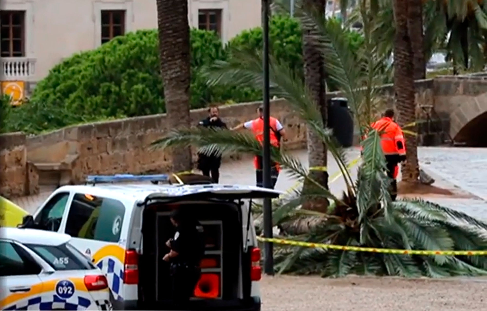 Read more about the article Tragedy As Woman Dies From Falling Palm Tree In Majorca