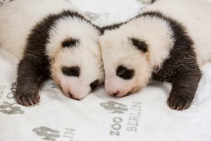 Read more about the article Baby Pandas Bond With Each Other At Berlin Zoo