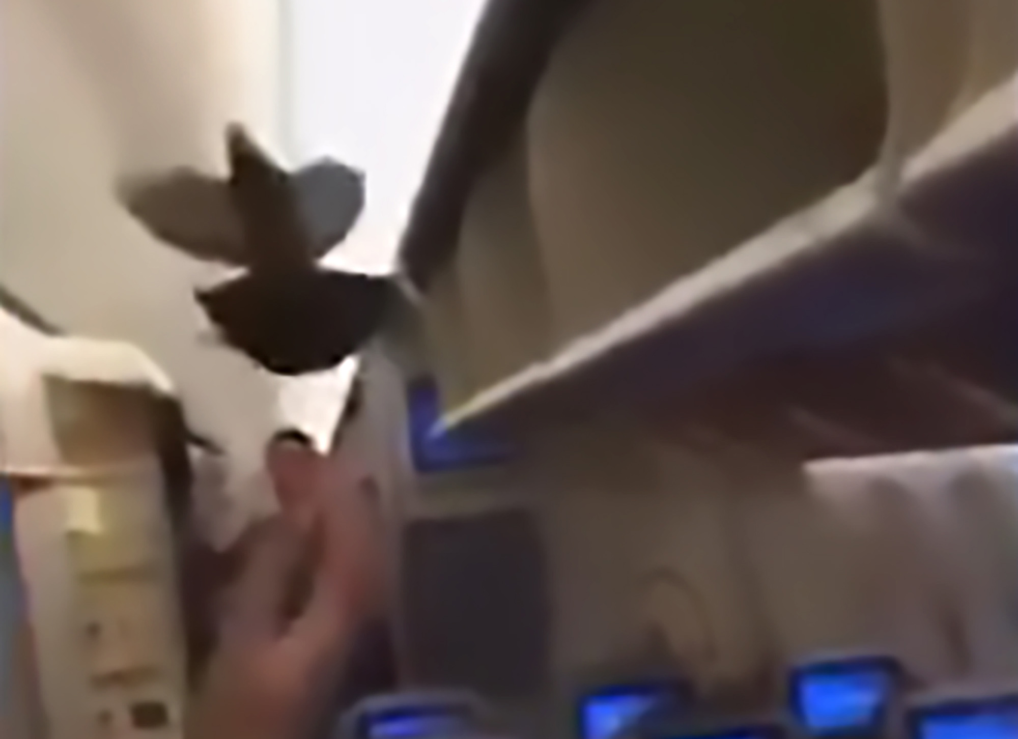 Read more about the article Pigeon Flying Around Cabin Causes Chaos On Passenger Jet