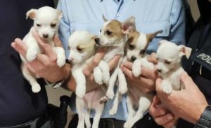 Read more about the article Puppy Smuggler Nabbed Crossing EU With Cute 9wo Pooches
