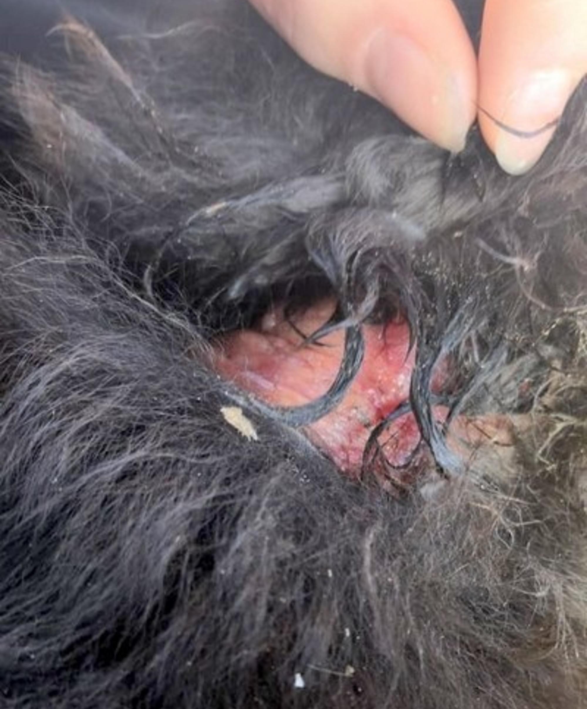 Read more about the article Fluffy Puppy Found With Shocking Gaping Neck Wound