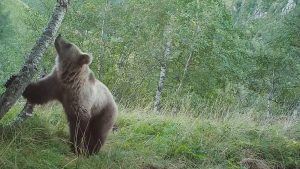 Read more about the article Re-Introduced Brown Bears Frolic In Pyrenees Mountains