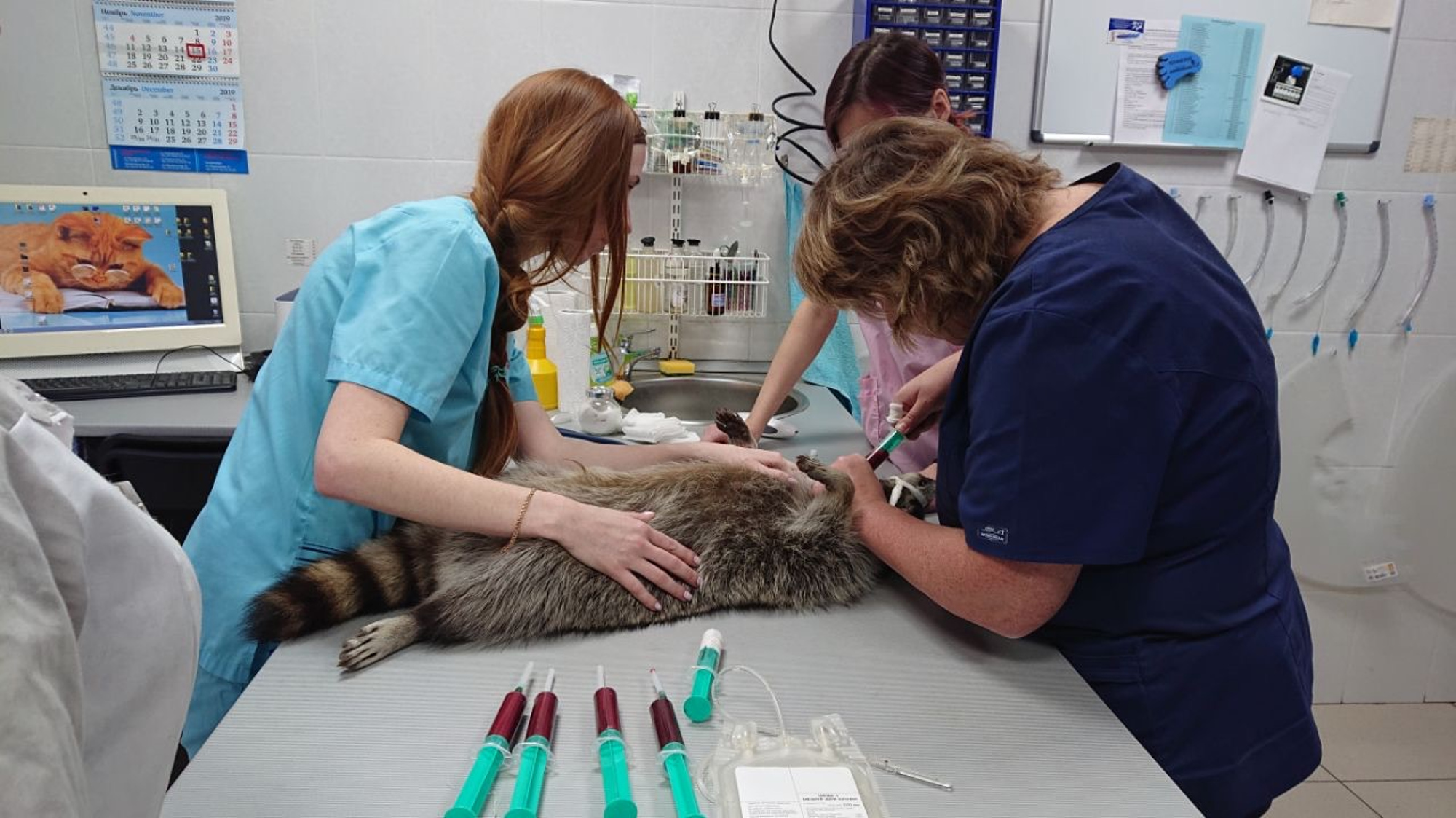 Read more about the article Zorro Raccoon Donates Blood To Save Pal Rockets Life