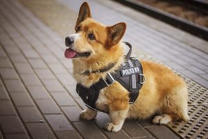 Read more about the article Cute Welsh Corgi Given Uniform After Joining Russia Cops